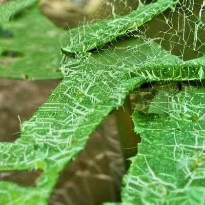 Spider mites