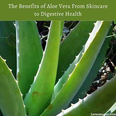 The Benefits of Aloe Vera From Skincare to Digestive Health