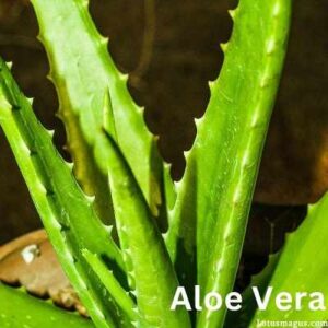 Aloe vera Medicinal Uses