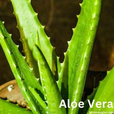 Aloe vera Medicinal Uses