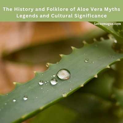 Aloe Vera Myths Legends