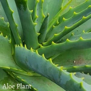 how to save falling aloe vera plant?