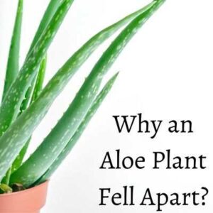 Aloe plant fell apart 