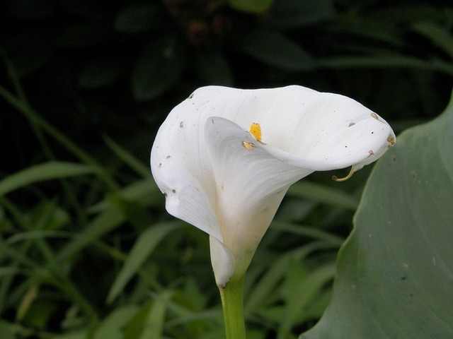 The History of Calla Lilies From Ancient Times to Modern Day