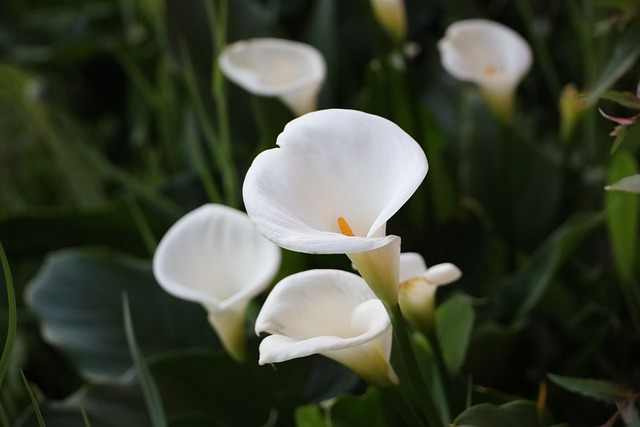 How to Grow and Care for Calla Lilies Tips and Tricks for a Healthy Plant