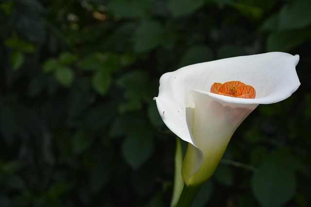 The Language of Flowers What Calla Lilies Symbolize in Different Cultures
