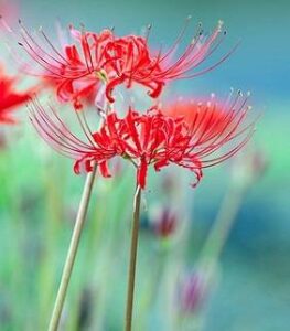 Are Spider Lilies Poisonous
