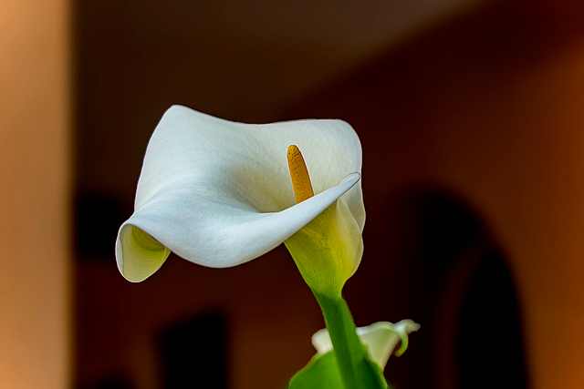 Calla Lily Varieties A Guide to Different Colors and Shapes