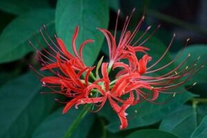 Symptoms of Spider Lily Poisoning