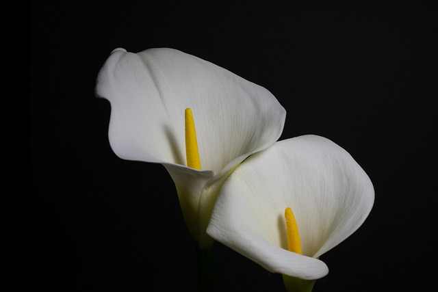 Calla Lily Bouquets Creative Ways to Use Them in Weddings and Events