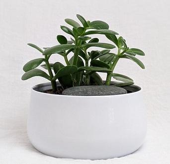 How To Prune a Jade Plant: Trimming Young and Large Plants