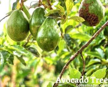 Avocado Tree Pros and Cons
