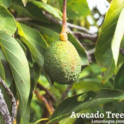 Avocado Tree top 10 facts