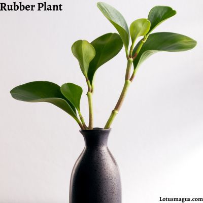How to Make a Rubber Plant Bush out