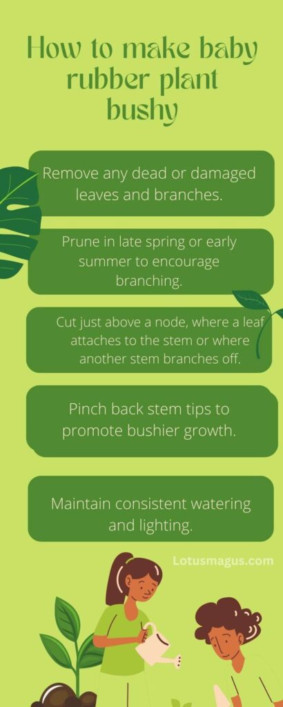 how to make baby rubber plant bushy infographic
