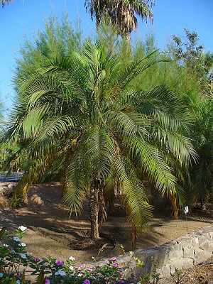 Pygmy Date Palm Growth Rate