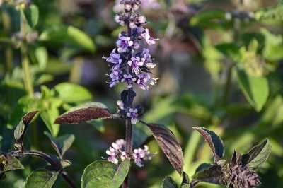 How to Prune Basil Flowers