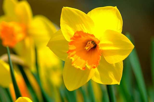 The daffodil
