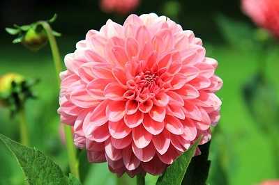 Are Dahlias Poisonous to Dogs