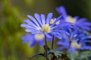 Felicias, or blue daisies