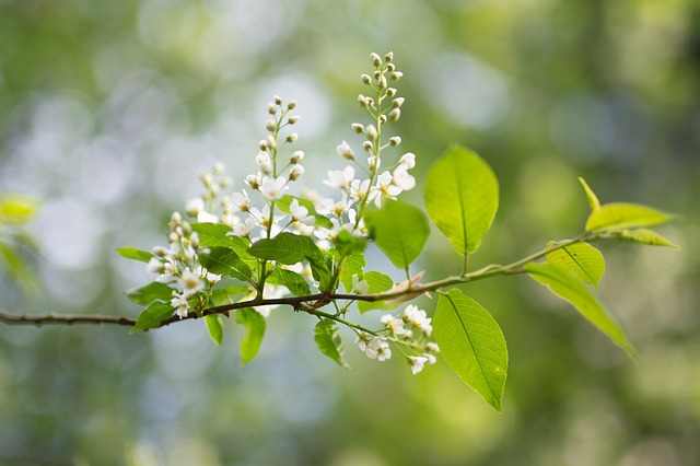 Hackberry Tree advantages and disadvantages 