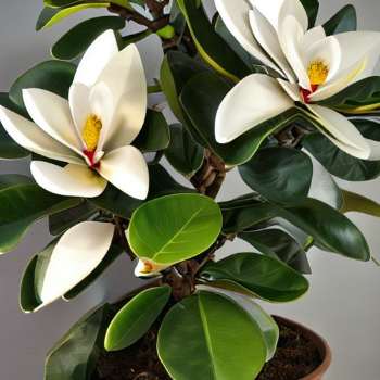 Little Gem Magnolia Tree Pro: Dwarf Size