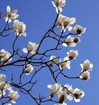Little Gem Magnolia Tree Pros And Cons