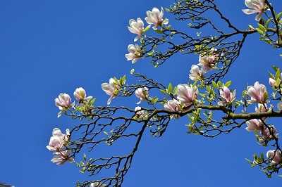 Little Gem Magnolia Tree Advantages and disadvantages