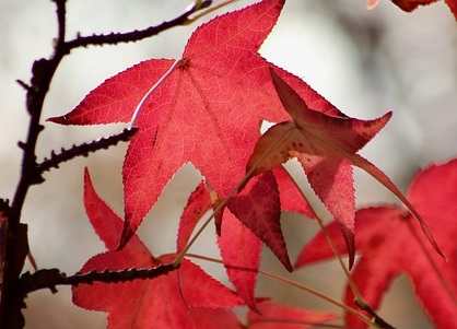 Maple Leaves and Horses: Are They Toxic?