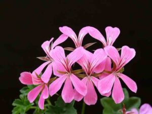 Pelargonium