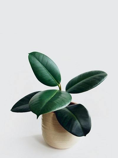 How to Prune a Rubber Plant
