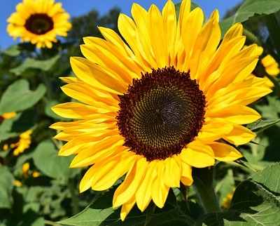 Are Sunflowers Poisonous to Cats