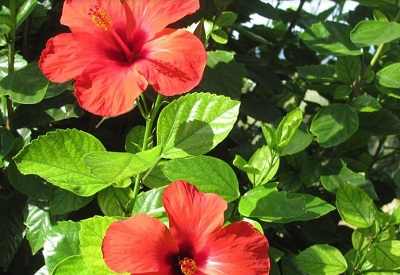 Hibiscus Tree Pros and Cons