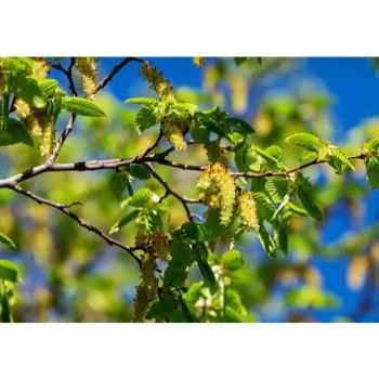 Hornbeam Tree Pros and Cons