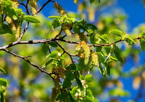 Hornbeam Tree Pros and Cons - 9 Facts You Need to Know