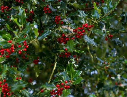 Holly Tree Pros and Cons - 7 Facts You Need to Know