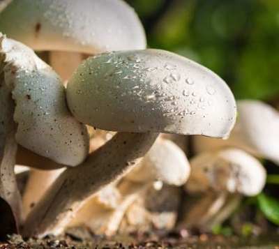 Do Mushrooms Need Light Or Sunlight?