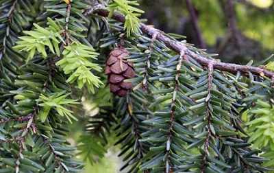 Hemlock Tree Pros and Cons