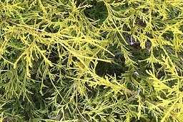 How to Trim Overgrown Gold Thread Cypress