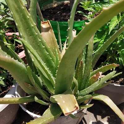 10 Ways to Fix a Top Heavy Aloe Plant