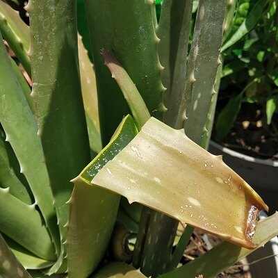 What to Do with Broken Aloe Stems & How to Prevent It