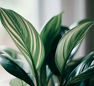 8 Welcome Plant Feng Shui: Enhance Your Home's Energy