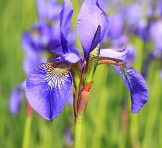 Iris Flower Meaning in Victorian Era: Symbolism and Significance