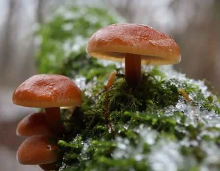 Why Are Mushrooms Important to the Food Chain?