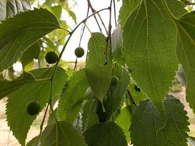 common hackberry tree problems