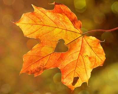 Autumn Blaze Maple Alternatives: Options for Fall Foliage