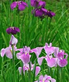 Iris Flower in Japan
