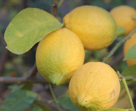 Are Lemons Man Made?
