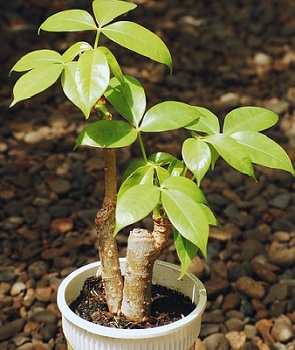 Money Tree Gift: The Ultimate Symbol of Luck and Prosperity
