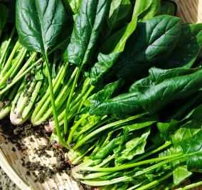 What Are Non-Cruciferous Vegetables?